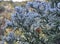 Frost on Common Gorse