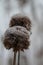 Frost-covered Bee Balm Flower Seed Heads - Monarda