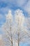 Frost covered birch treetops