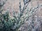 Frost Covered Branches of a Fir Tree: Early winter morning a fir tree branch shows its green color through the frost and ice