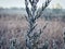 Frost Covered Branches of a Fir Tree: Early winter morning a fir tree branch shows its green color through the frost and ice