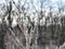 Frost Covered Branches of a Fir Tree: Early winter morning a fir tree branch shows its green color through the frost and ice