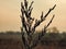 Frost Covered Branches of a Fir Tree: Sun lights up sky on an early winter morning a fir tree branch shows its green color through