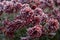 Frost covered Chrysanthemum