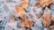 Frost covered closeup autumn leaves beautiful background. Cold weather frozen winter seasonal scene