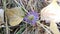 Frost Covered European Michaelmas-daisy Macro