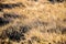 Frost-covered golden grasses at Pagham Harbour, near Chichester, West Sussex, England