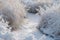 Frost-covered grass along a frozen creek in sunlight