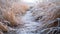 Frost-covered grasses framing a narrow icy brook