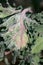 Frost Covered Kale Leaf