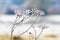 Frost-covered stems of dry field plants on blurred background_