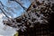 Frost covered temple, winter in Kyoto Japan
