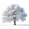 Frost Covered Tree Isolated On White - Snow Themed Clip Art