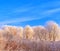 Frost covered tree tops on a background of blue sky