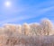 Frost covered tree tops on a background of blue sky