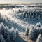 Frost covered trees in forest, extreme cold snap winter, cold frozen and covered with ice