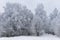 Frost covered trees in freezing wintertime