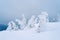 Frost covered trees on a hill