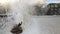 Frost covered trees in a Siberian city - Novosibirsk