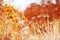 Frost covered  wild flowers. First frost in autumn countryside meadow. Orange autumn background. Soft fokus. Copy space. Abstract