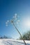 Frost covered withered flowers on a sunny day.