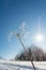 Frost covered withered flowers on a sunny day.