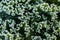 Frost crystals on kale