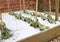 Frost damage on vegetable plants in a garden, UK