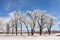 Frost Falling Off Trees Like Snow