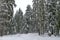 Frost forest in mountain in winter, Rila , Borovetz