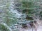 Frost glistens on the growing fir trees