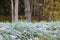 Frost grass in the forest