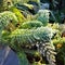 Frost green leaves in the garden