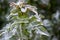 Frost on the green leaves of magonia Holly