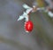 Frost , ice on a red rose hips