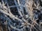 Frost, icing on branches and grass. Change of weather, cold snap, consequences of icy rain