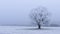 Frost-Kissed Beauty: Tree in the Steppe