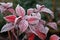 frost-kissed rose leaves in winter garden