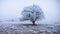 Frost-Kissed Tree in the Open Steppe
