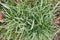 Frost on lawn grass and leaves of trees close-up in autumn. The concept of the first frost