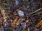 Frost on Leaves and Bracken