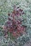 Frost on the Leaves of a Royal Purple Smokebush