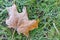 Frost on maple leaf lying on grass in autumn