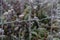 Frost on a metal mesh on a winter morning