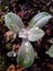 Frost in Perennial Cornflower / Centaurea Montana Leaves