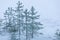 Frost pine trees on lake shore at winter day