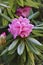 Frost on pink Rhododendron in winter garden