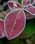 Frost on Plant Leaf