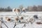 Frost on plants