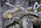 Frost on a pruned fresh pruned apple tree in january